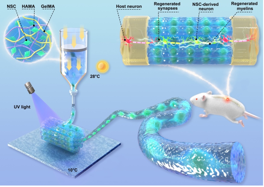 20230207-“活”的类神经纤维制造及功能示意图-材料学院-图1.png